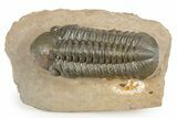 Prone Reedops Trilobite - Atchana, Morocco #312785-3